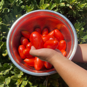 tomates